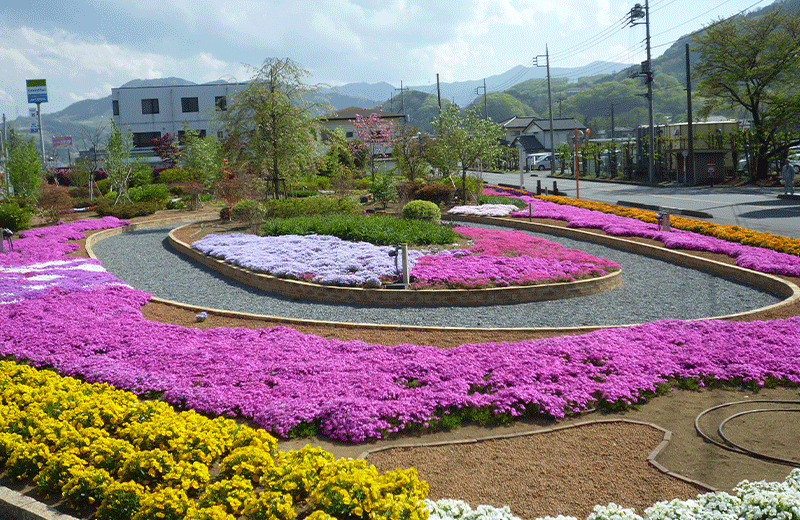 花が咲いている庭の写真